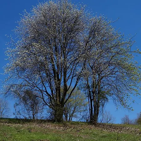 Ferienhauser Sonnenhohe